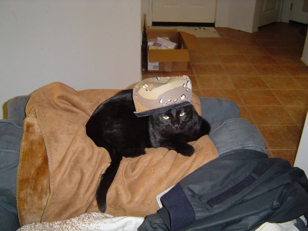 Comment peigner un chat indocile ?